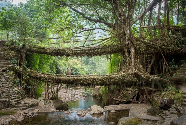Verdant Dreams of Meghalaya - 5 Days